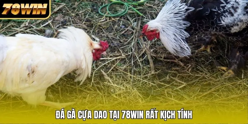 Đá gà cựa dao rất kịch tính và hấp dẫn