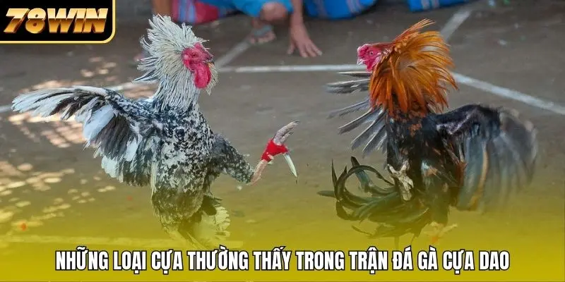 Những loại cựa thường thấy trong trận đá gà cựa dao